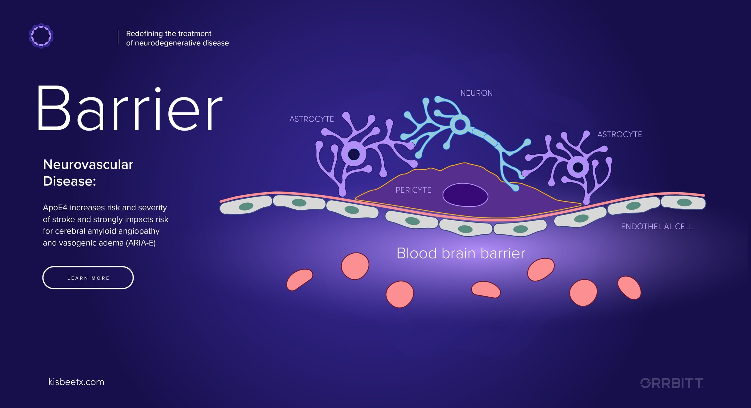 blood-brain barrier illustration